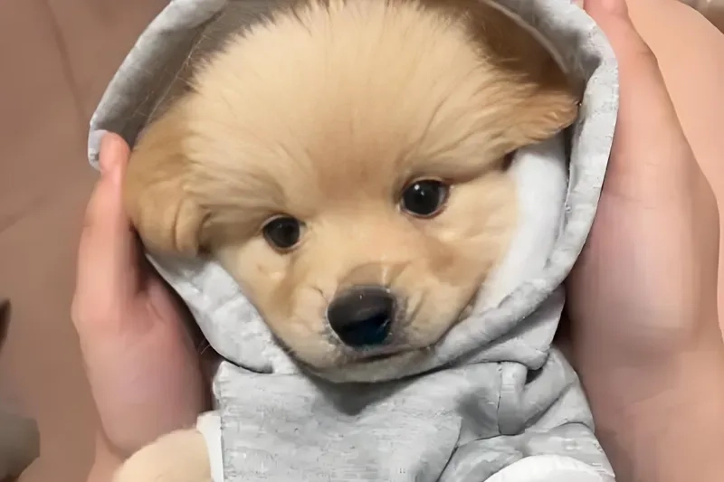 狗狗需要哪些基本营养